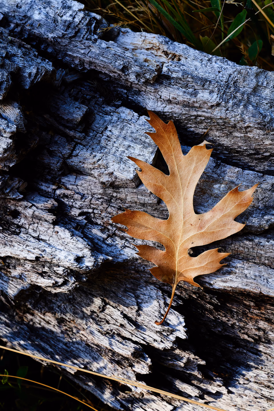 a leaf is sitting on a piece of wood
