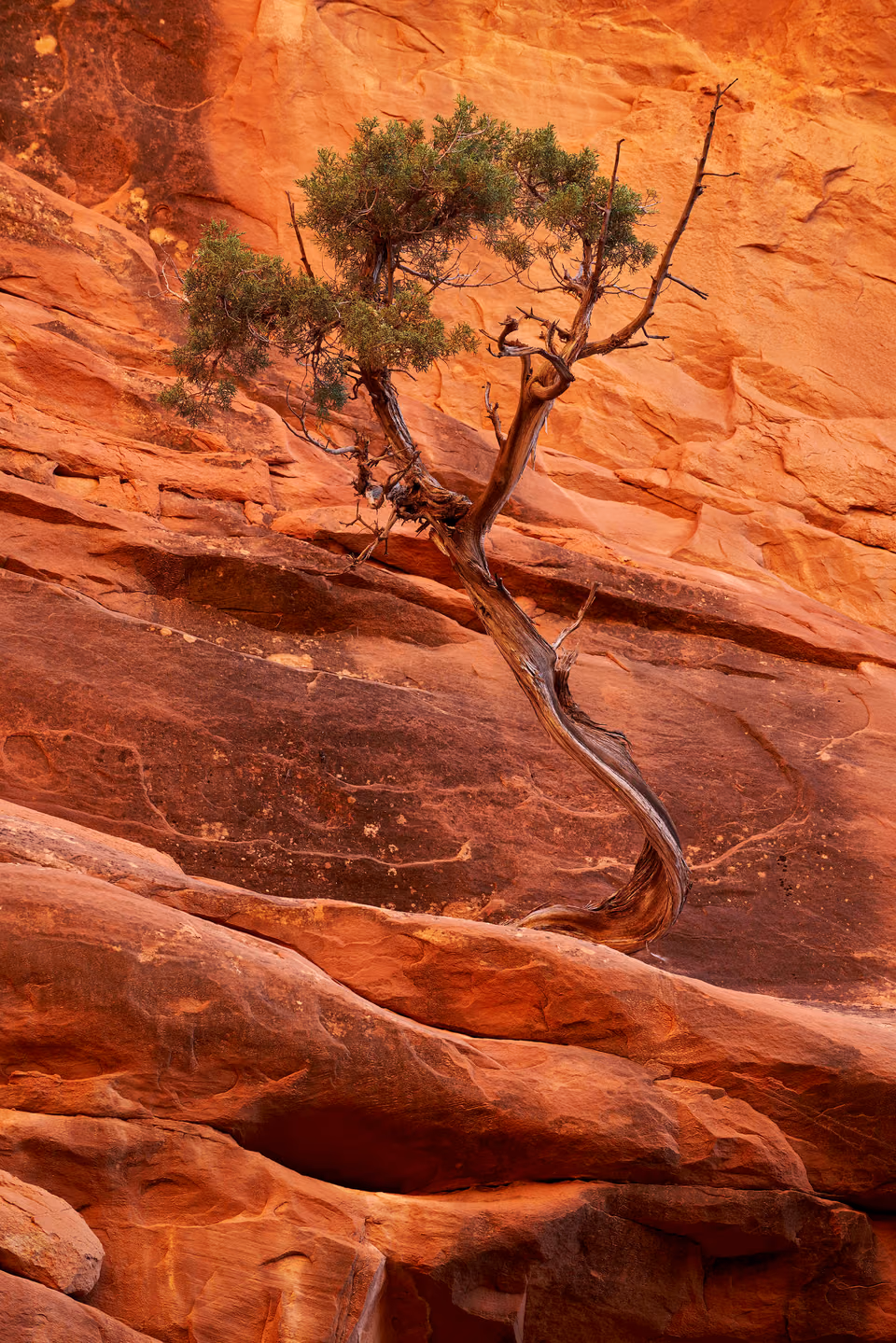 a tree growing out of a rock formation
