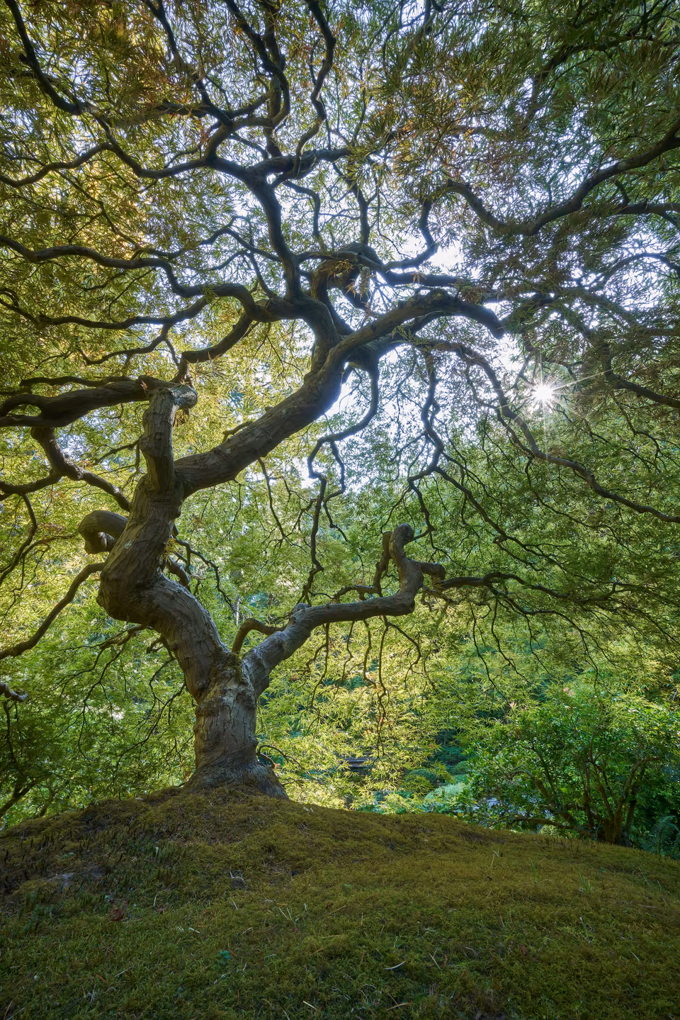 a tree with many branches
