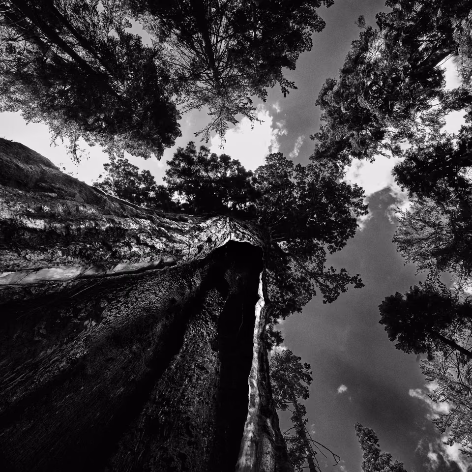 black and white photograph of a tree in the forest
