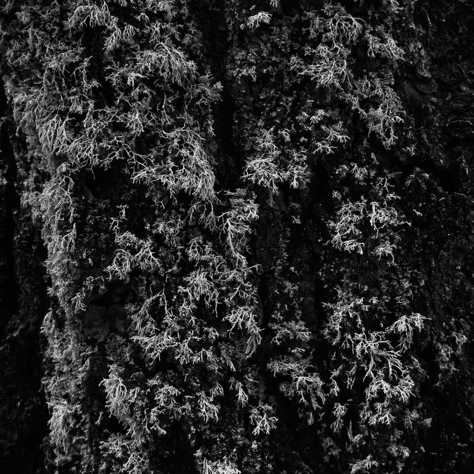 black and white photograph of moss on a tree
