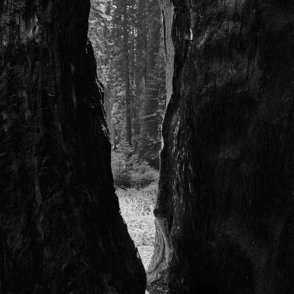 black and white photograph of a tree trunk
