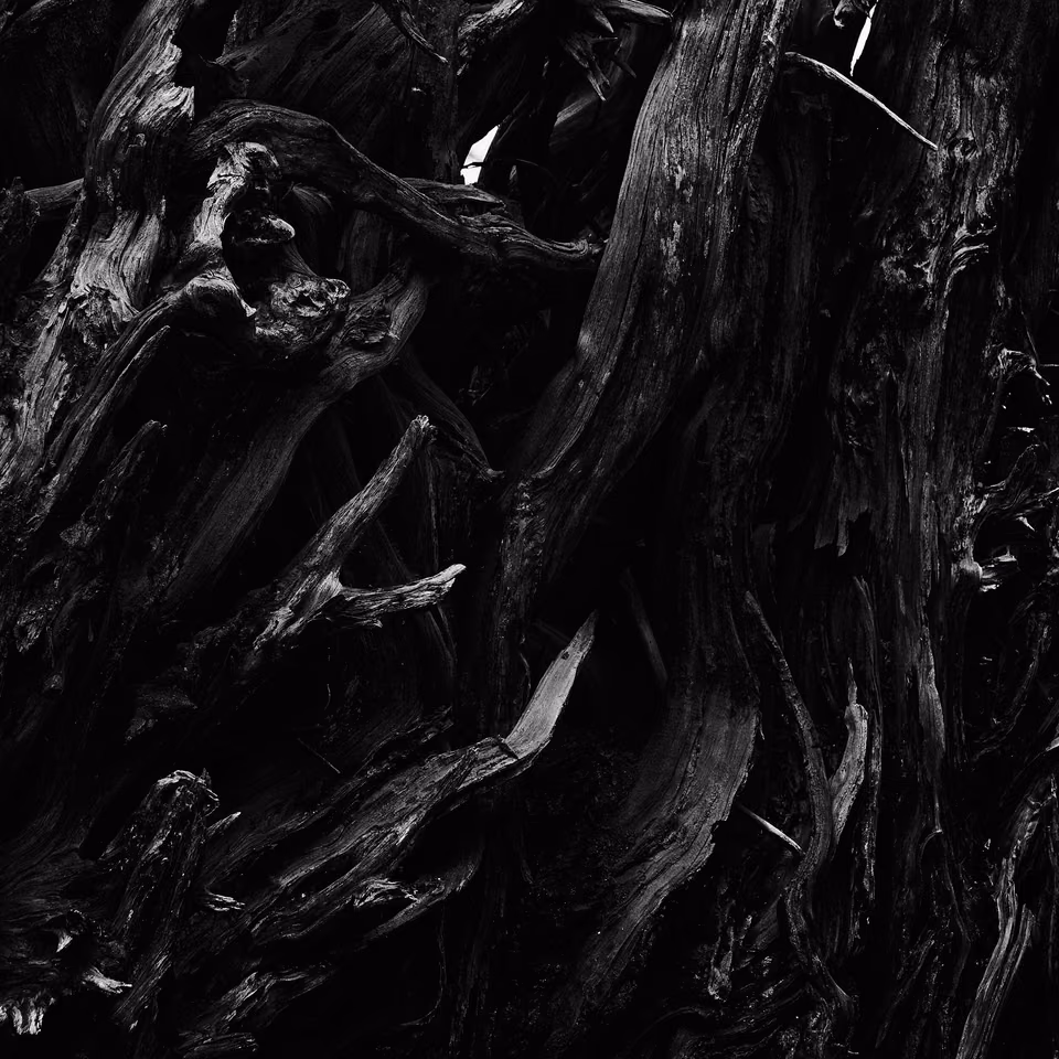 black and white photograph of a tree trunk
