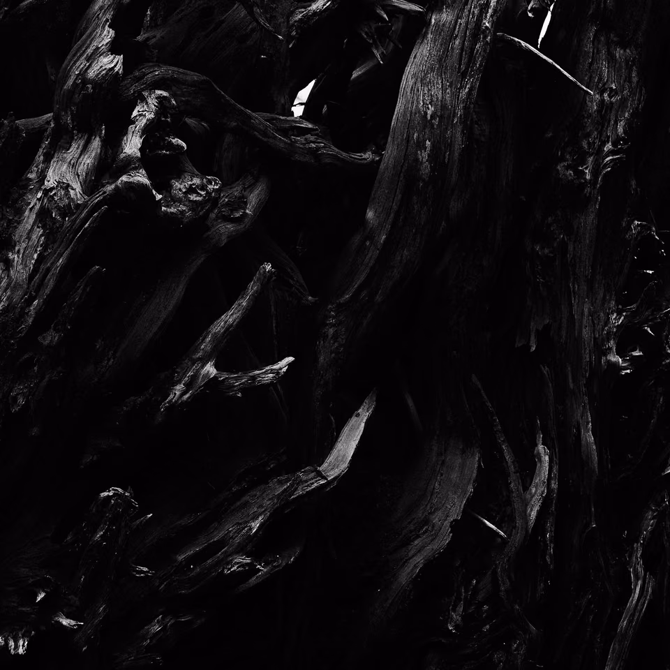 black and white photograph of a tree trunk
