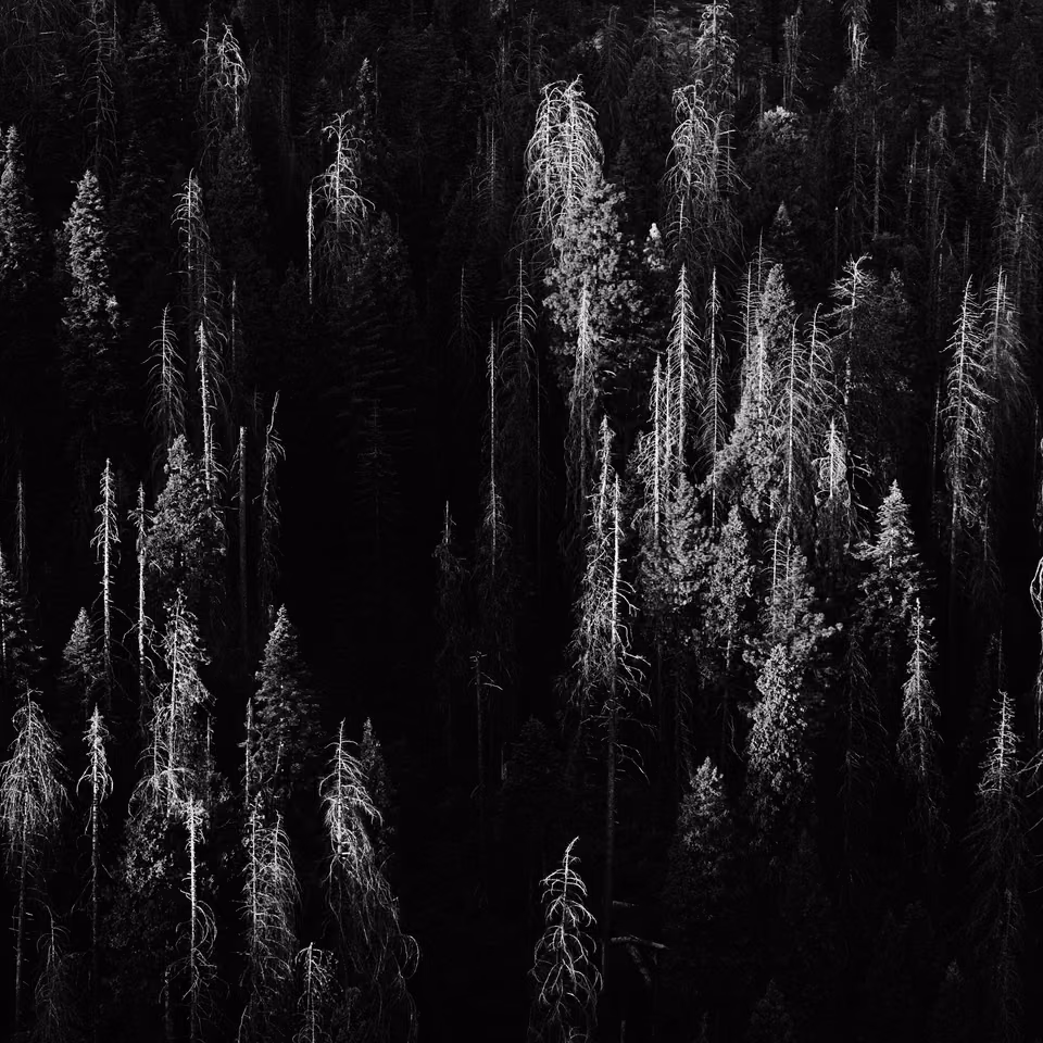 black and white photograph of a forest in the middle of the night

