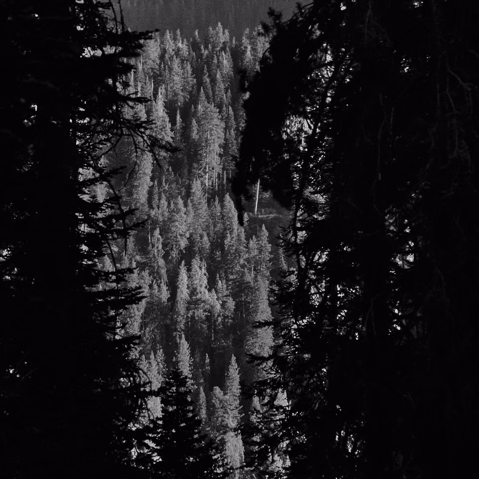 black and white photograph of a forest with trees
