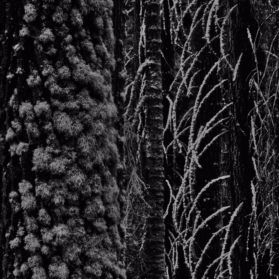 black and white photograph of trees with frost on them
