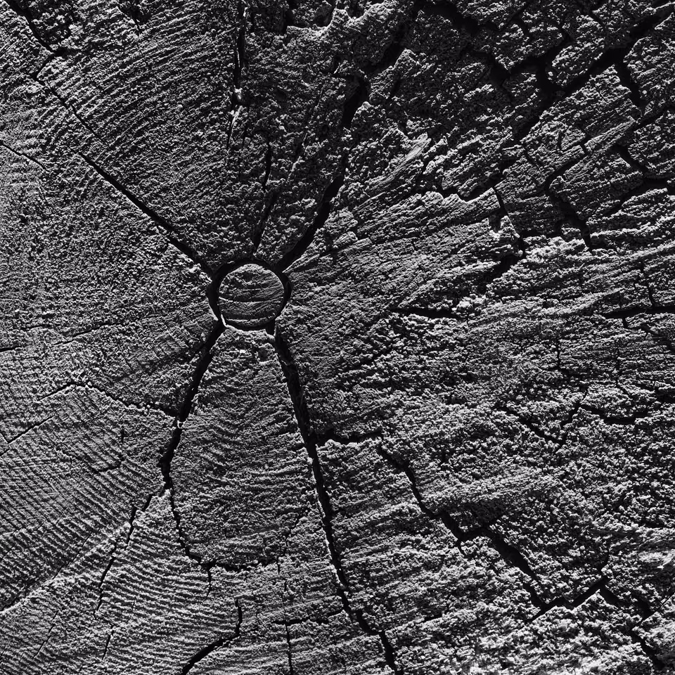 a black and white photo of a tree stump
