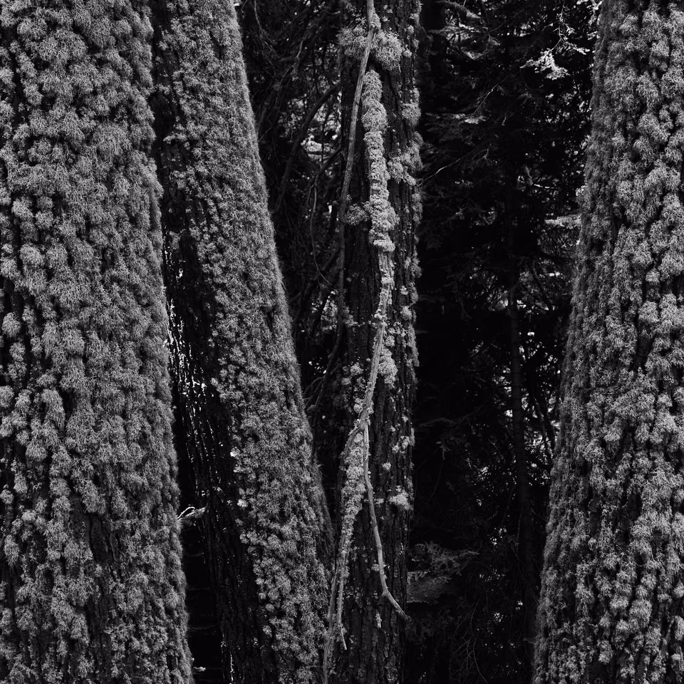 black and white photograph of trees with moss
