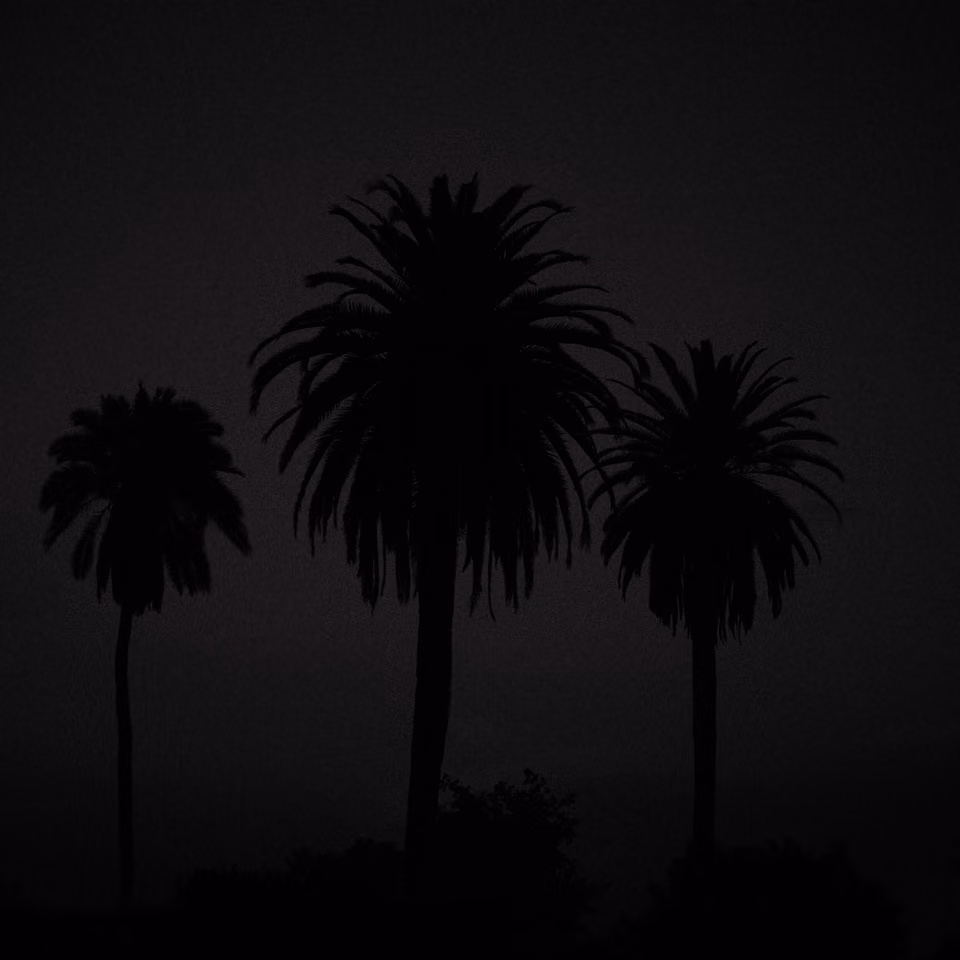 black and white photograph of three palm trees in the dark
