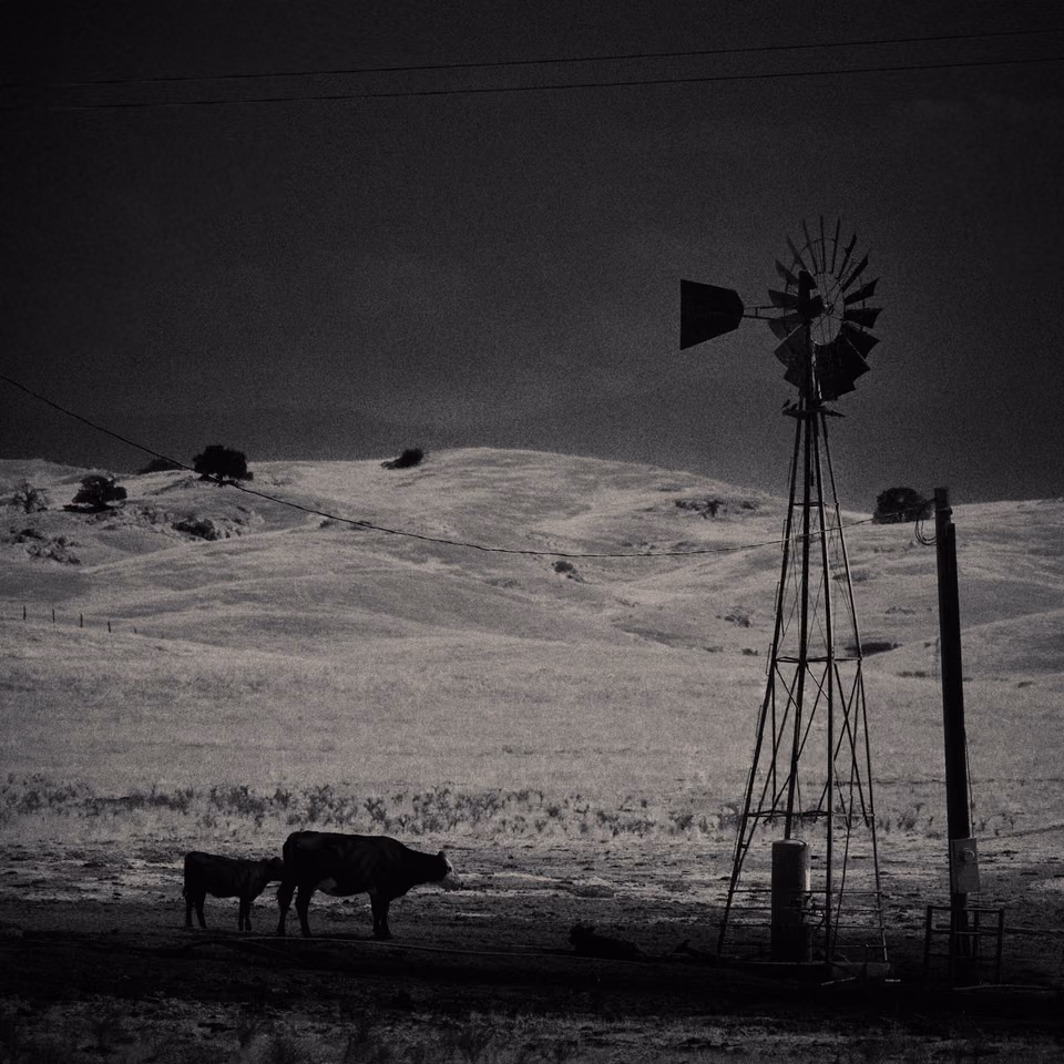 a black and white photo of a windmill and cows
