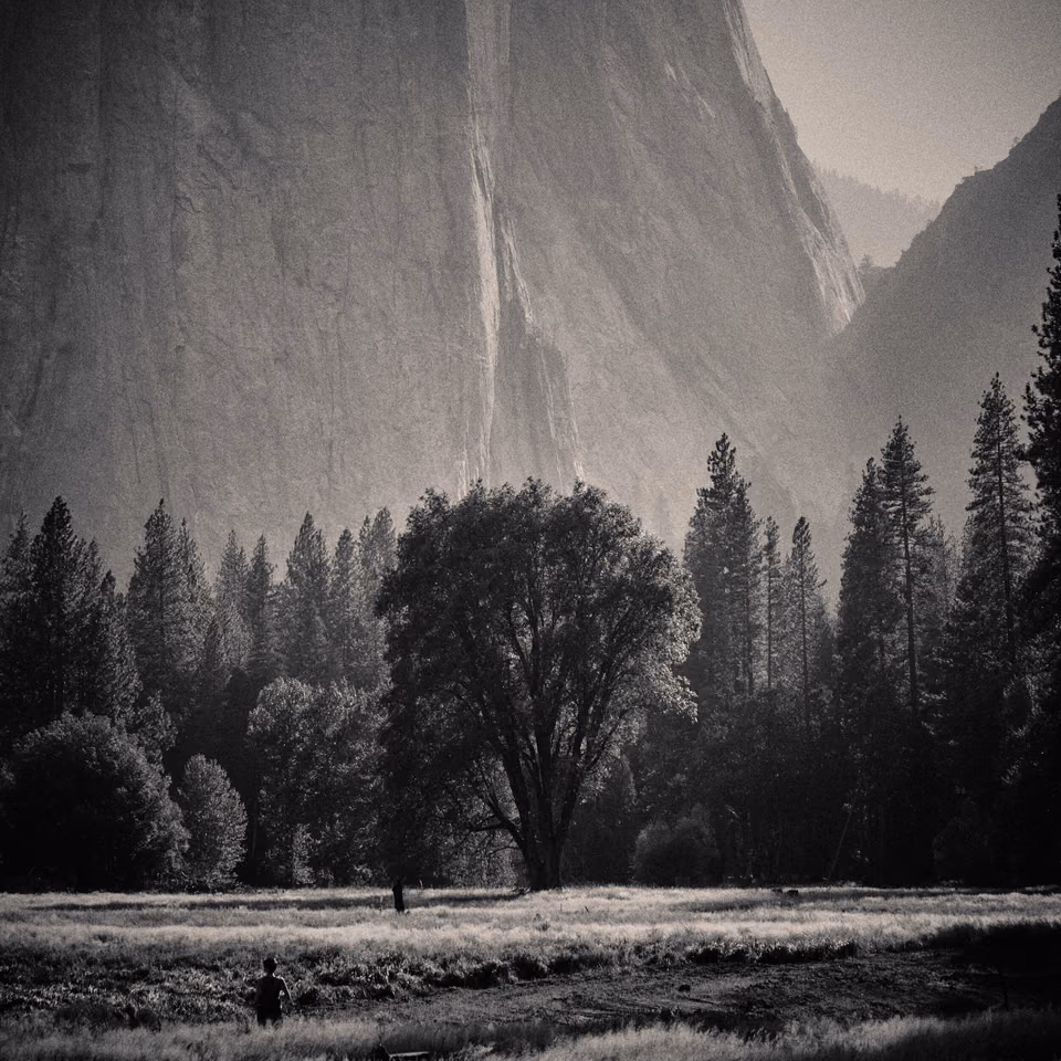 a black and white photo of a mountain with trees
