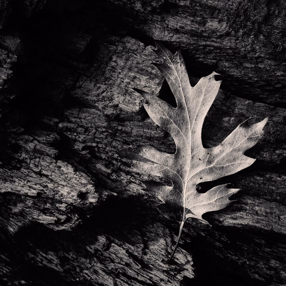 oak leaf on a tree stump
