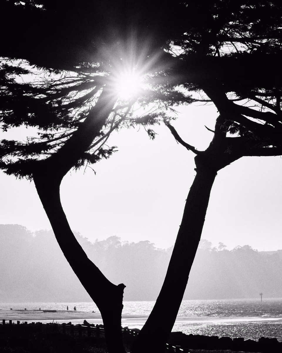 a tree is silhouetted against the sun
