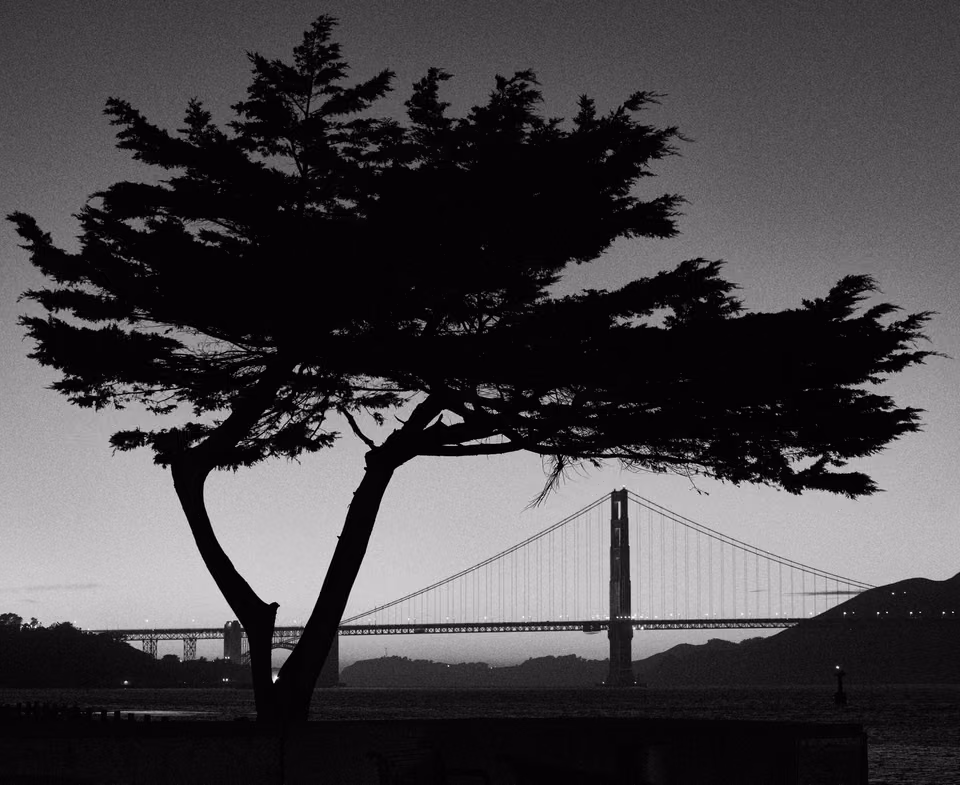 a tree is silhouetted against the golden gate bridge
