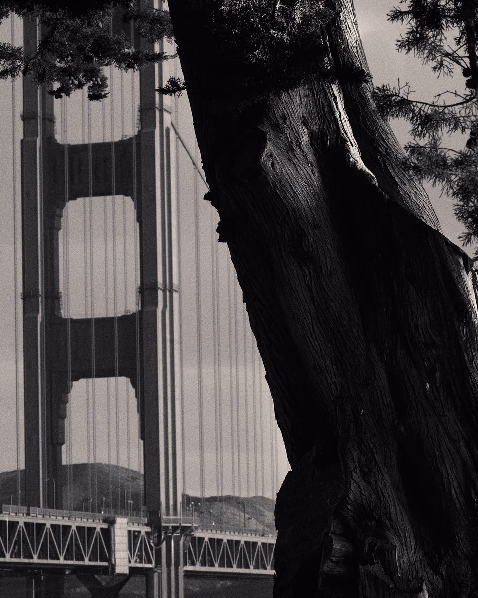a black and white photo of a person sitting on a bench near a tree
