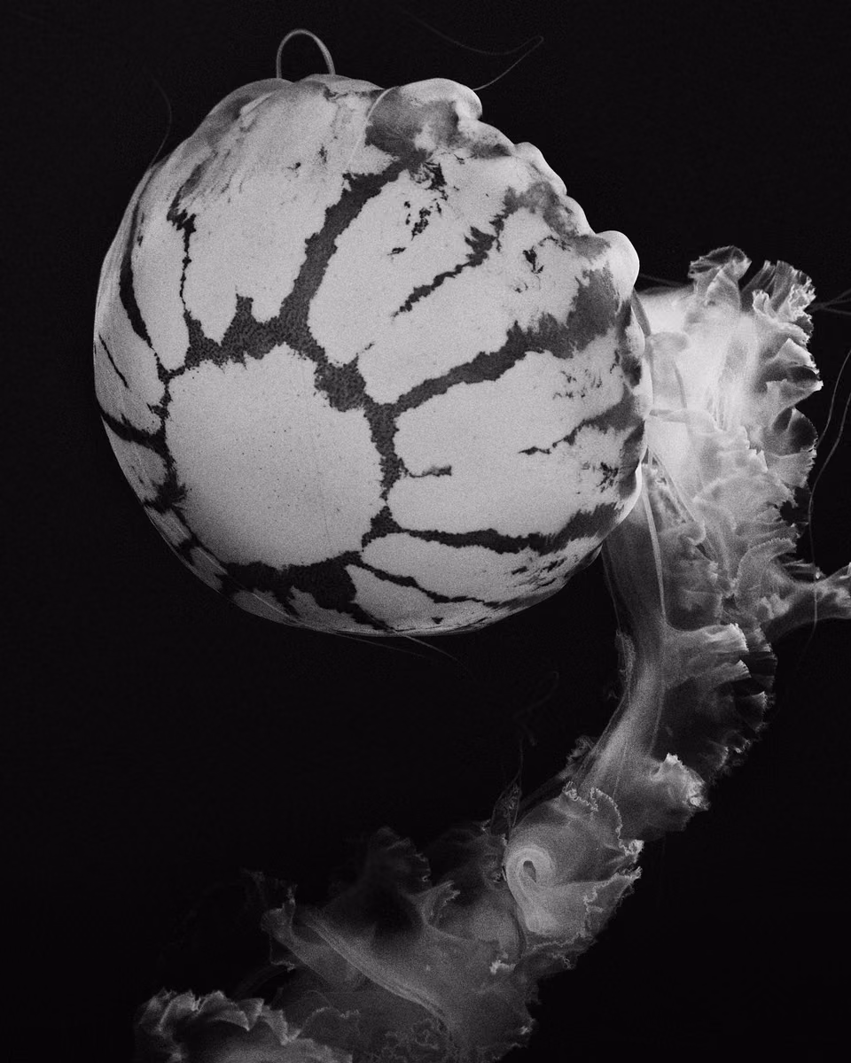 a black and white photo of a jellyfish
