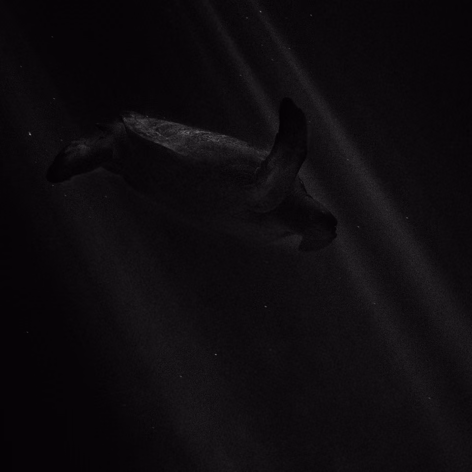 a black and white photo of a sea turtle swimming
