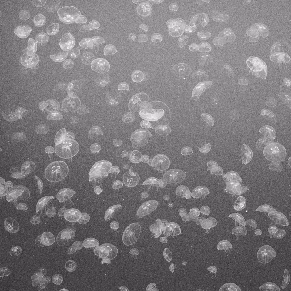 jellyfish in the water, black and white
