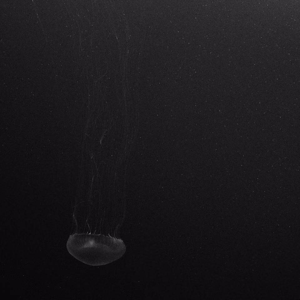 a jellyfish floating in the dark ocean
