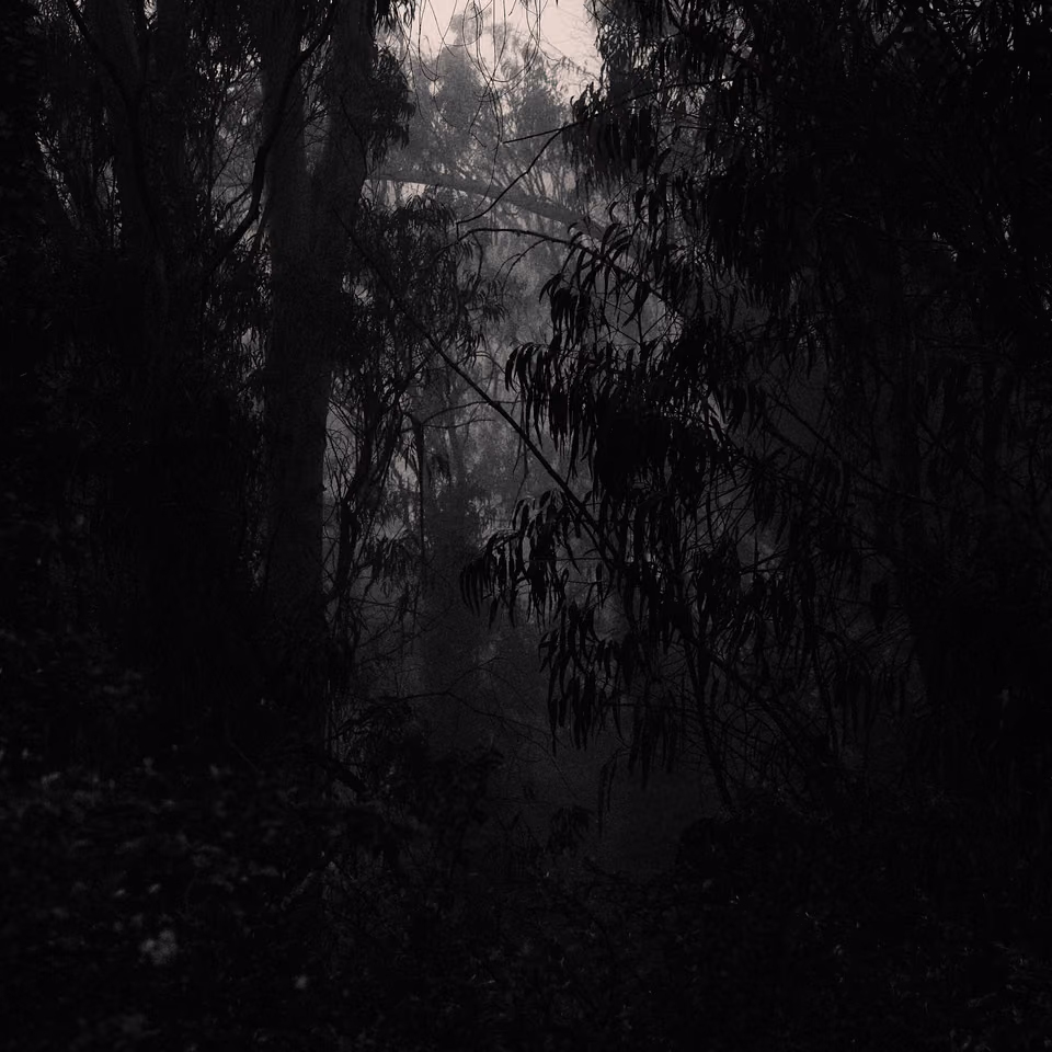 black and white photograph of a foggy forest
