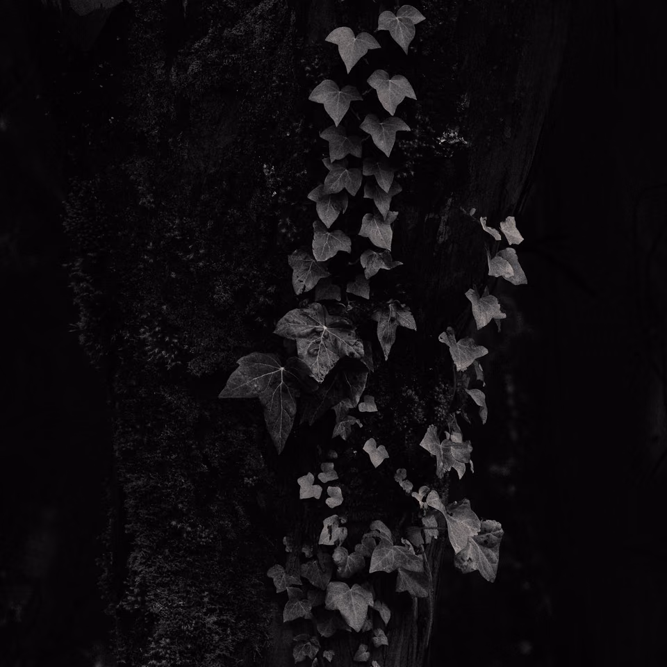 black and white photograph of ivy growing on a tree
