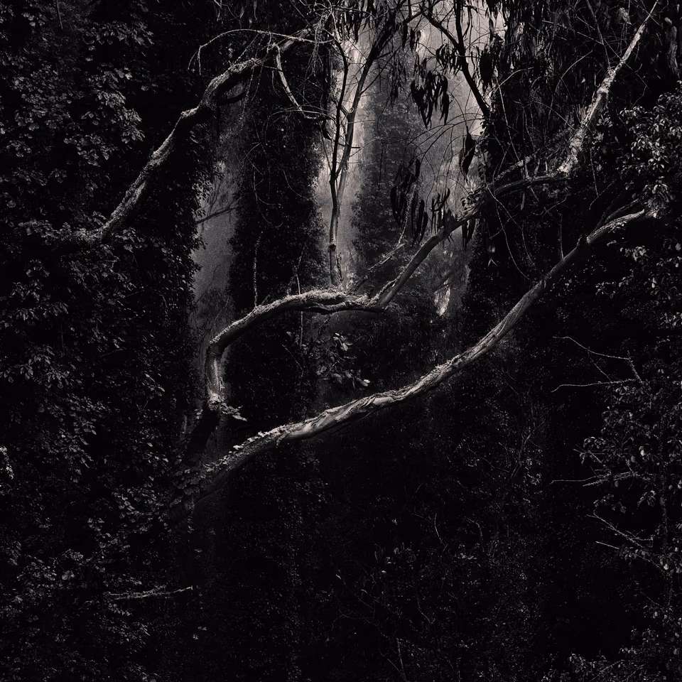 black and white photograph of a tree in the woods
