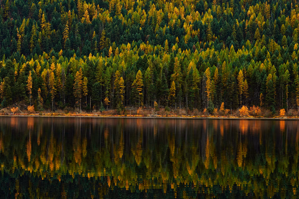 a forest with trees reflected in a lake
