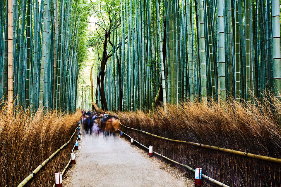 a path through a bamboo forest with people walking on it
