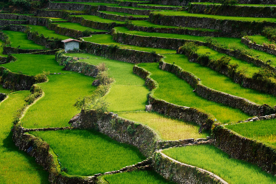 rice terraces in the philippines
