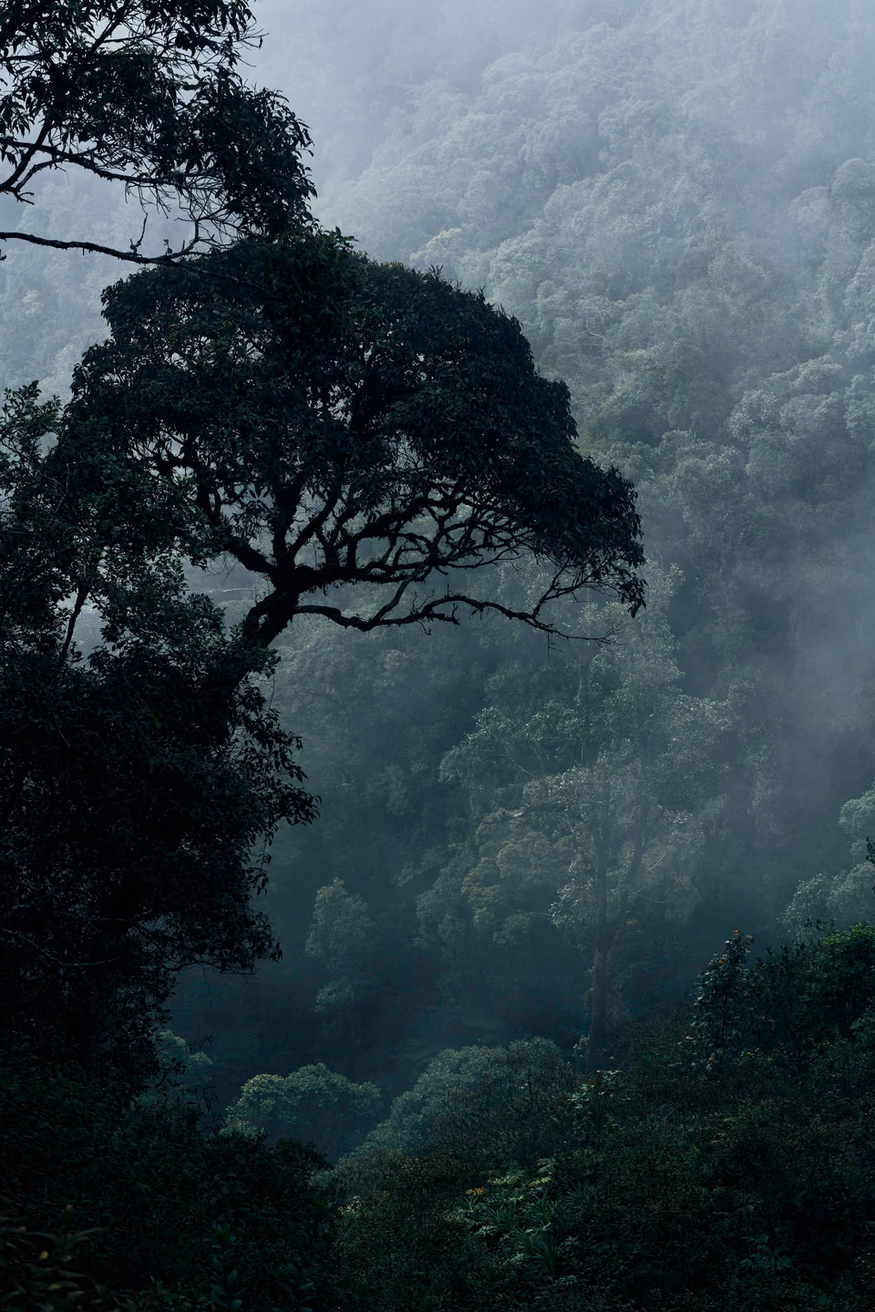 a lone tree stands in the middle of a foggy forest
