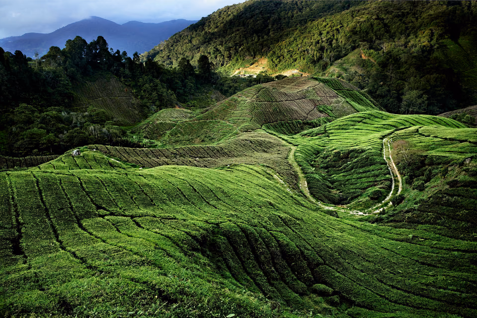 the tea plantations in cameron highlands
