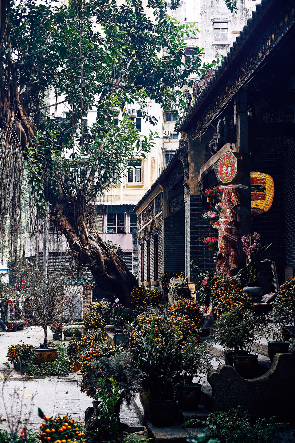 a large tree in a courtyard with a building in the background
