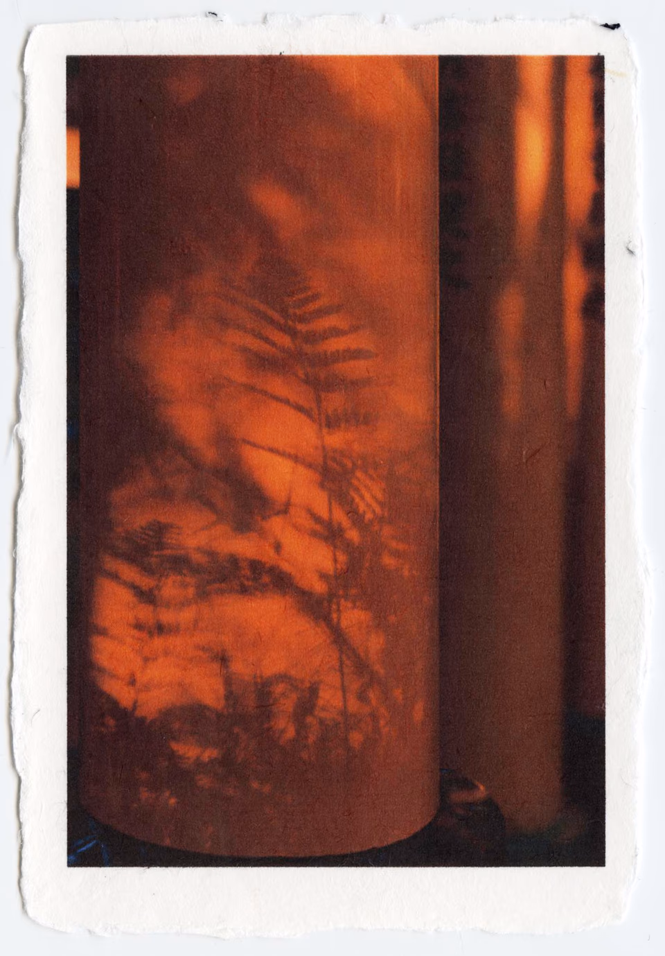 a photograph of a vase with a shadow of ferns
