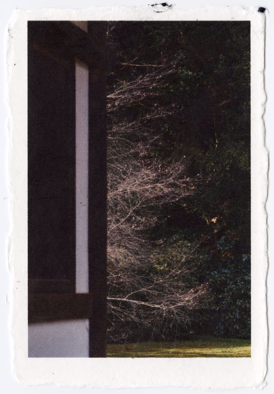 a photo of a tree in the woods
