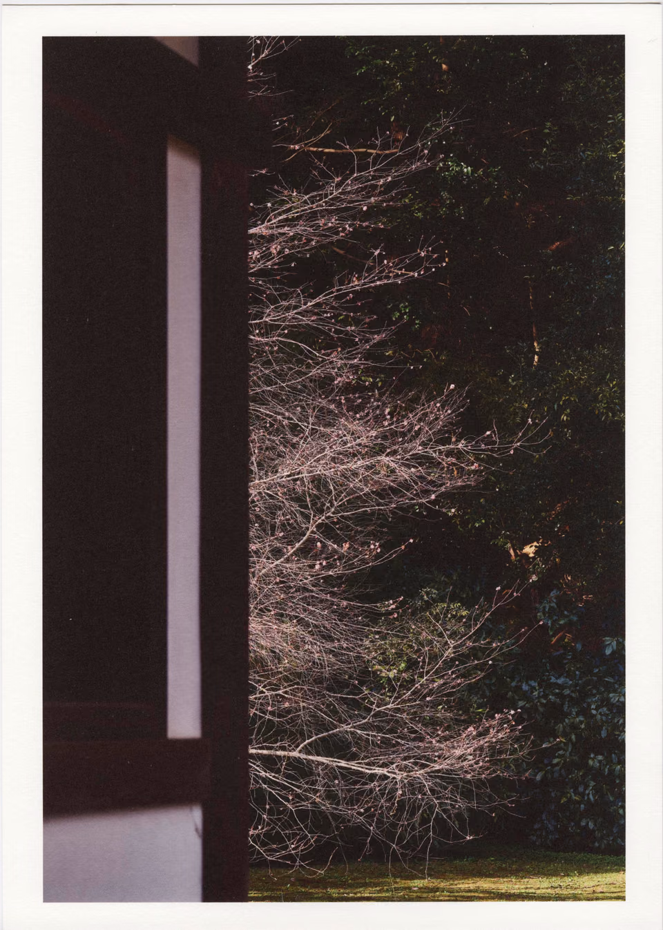 a photo of a tree with a bench in the background
