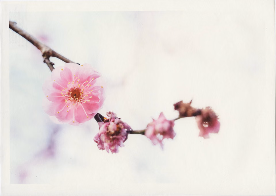 a pink flower on a branch with a white background
