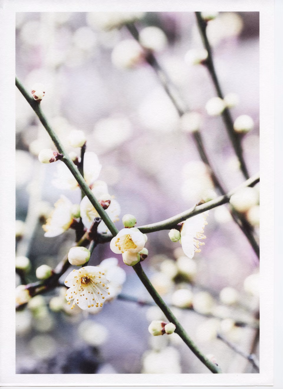a white flower is growing on a branch
