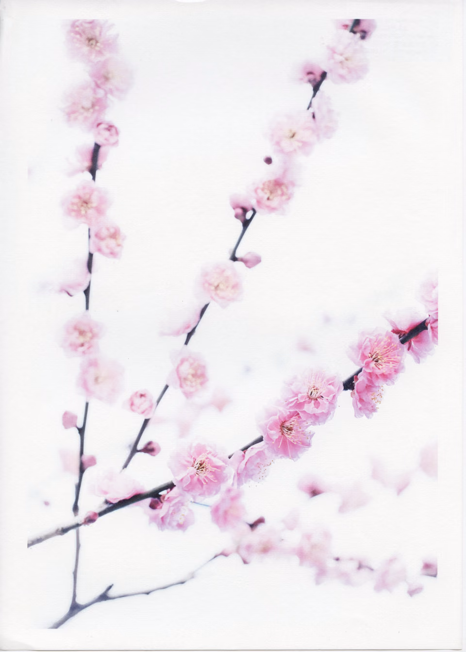 a white and pink photo of cherry blossoms
