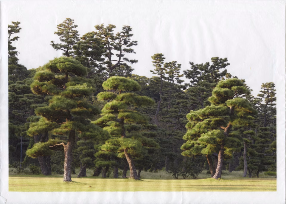 a group of pine trees in the middle of a field
