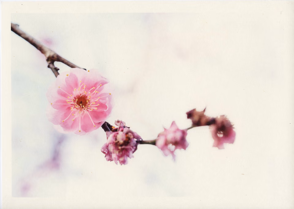 a close up of a flower on a branch
