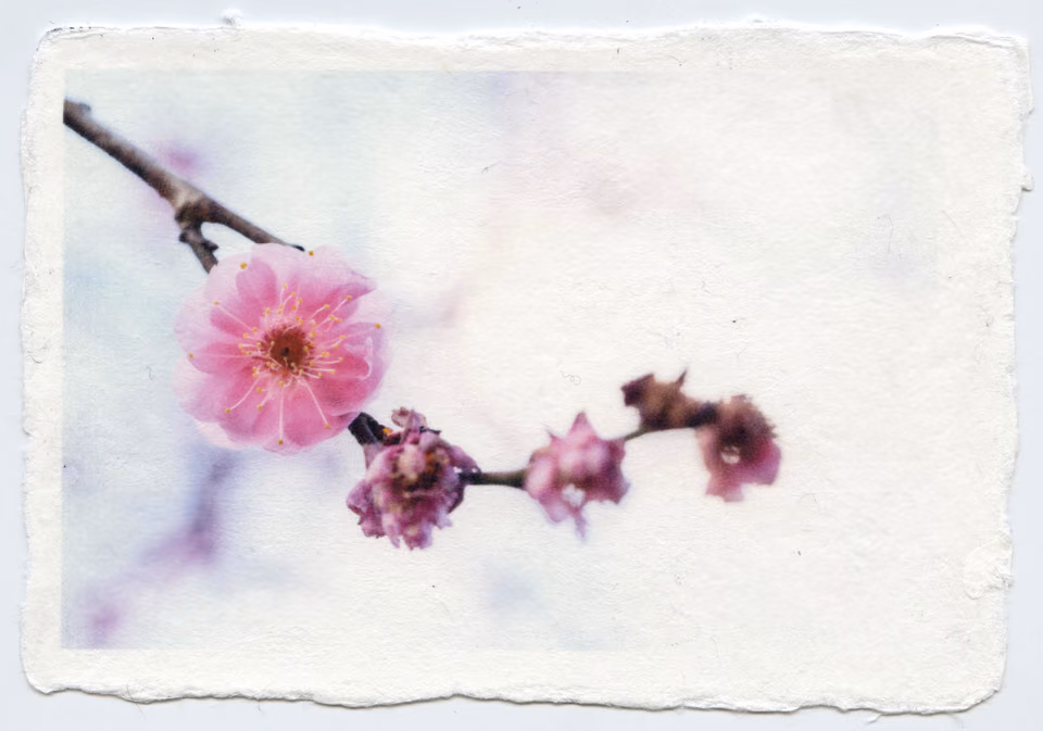 a photo of a pink flower on a branch
