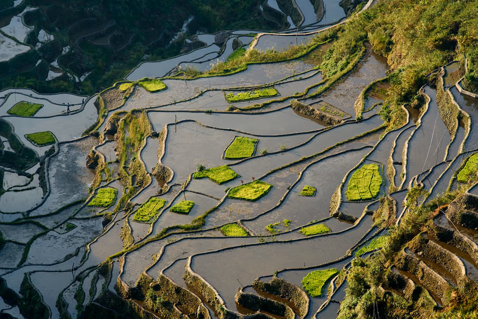 rice terraces in the mountains of china
