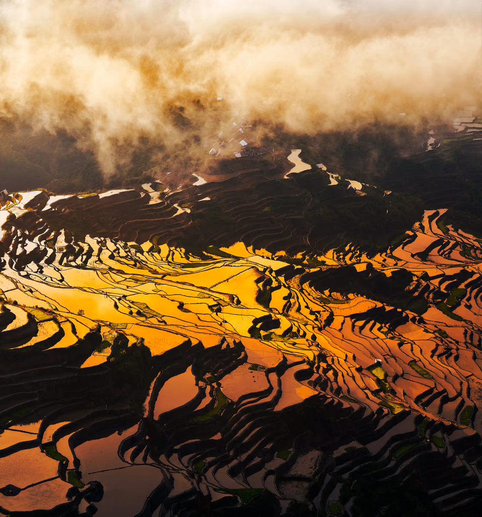 a large bird flying over a field of rice
