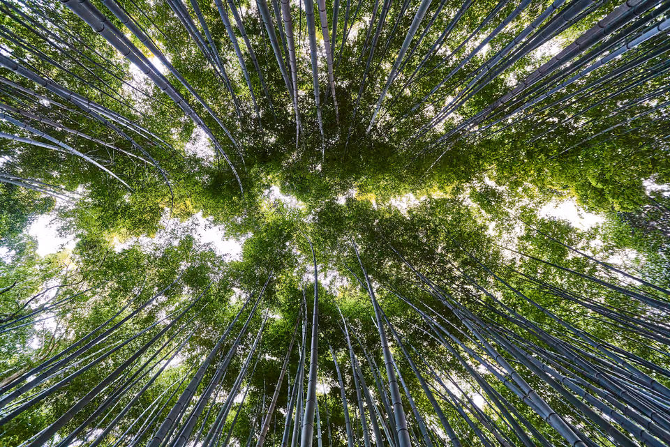 a view of a bamboo forest from above
