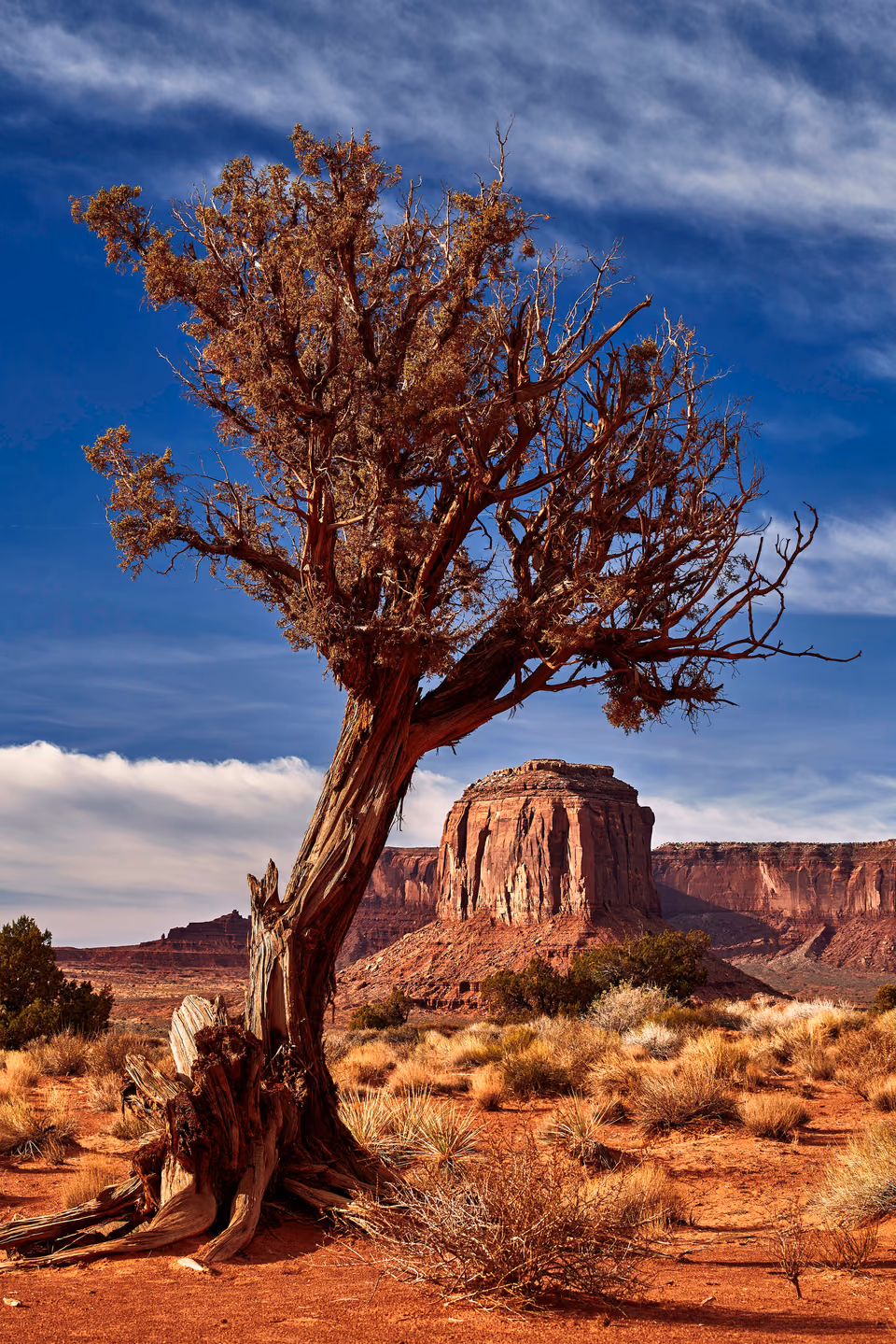 a tree in the desert
