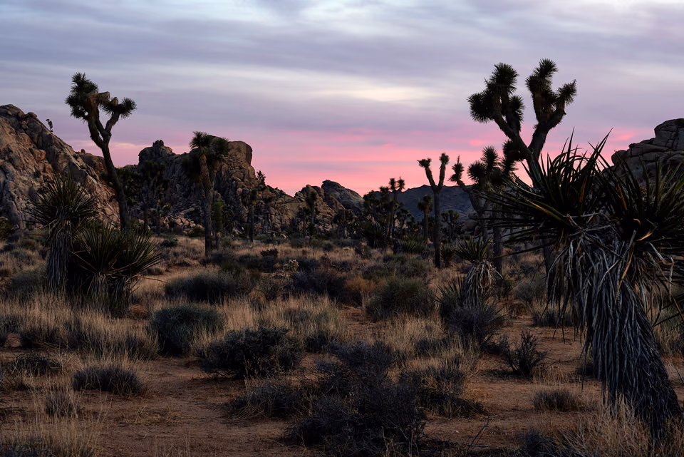 a desert scene with a sunset and a few trees
